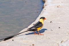 Shaft-tailed Whydah [Vidua regia]