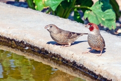 Red-headed Finch [Amadina erythrocephala]