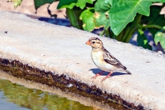 Shaft-tailed Whydah [Vidua regia]