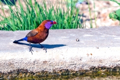 Violet-eared Waxbill [Granatina granatina]