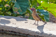 Violet-eared Waxbill [Granatina granatina]