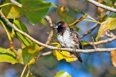 Bronze Mannikin [Spermestes cucullata scutata]