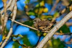 Bronze Mannikin [Spermestes cucullata scutata]
