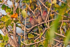 Brown Firefinch [Lagonosticta nitidula]