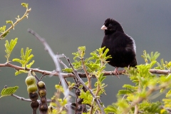 Purple Indigobird [Vidua purpurascens]