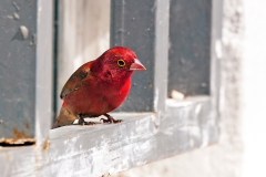 Red-billed Firefinch [Lagonosticta senegala senegala]
