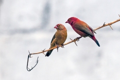 Red-billed Firefinch [Lagonosticta senegala senegala]