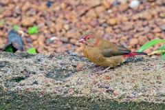 Red-billed Firefinch [Lagonosticta senegala senegala]