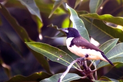 Magpie Mannikin [Spermestes fringilloides]