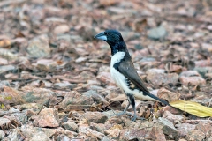 Magpie Mannikin [Spermestes fringilloides]