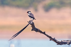 Pin-tailed Whydah [Vidua macroura]