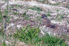 Quailfinch [Ortygospiza atricollis digressa]
