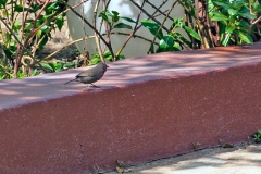 Brown Firefinch [Lagonosticta nitidula]