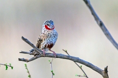 Cut-throat Finch [Amadina fasciata alexanderi]