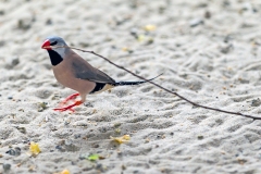 Long-tailed Finch [Poephila acuticauda hecki]