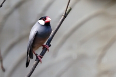 Java Sparrow [Padda oryzivora]
