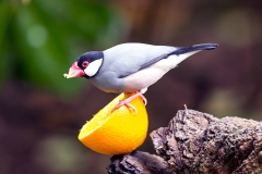 Java Sparrow [Padda oryzivora]