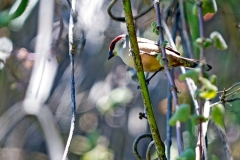 Crimson-rumped Waxbill [Estrilda rhodopyga centralis]