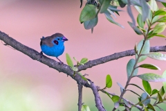 Red-cheeked Cordon-bleu [Uraeginthus bengalus ugogensis]