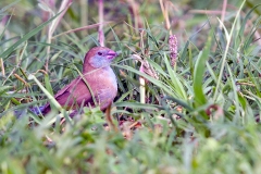 Red-cheeked Cordon-bleu [Uraeginthus bengalus ugogensis]