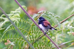 Black-and-white Mannikin [Spermestes bicolor nigriceps]