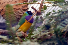 Gouldian Finch [Chloebia gouldiae]
