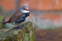 Diamond Firetail [Stagonopleura guttata]
