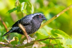 Grey-headed Nigrita [Nigrita canicapillus diabolicus]
