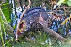 EURYPYGIFORMES, PHAETHONTIFORMES & GAVIIFORMES