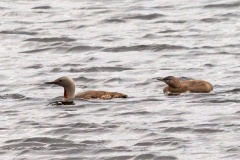 Red-throated Loon [Gavia stellata] 