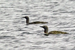 Red-throated Loon [Gavia stellata] 