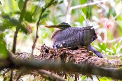 Sunbittern [Eurypyga helias major]