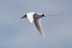 Red-tailed Tropicbird [Phaethon rubricauda rubricauda] 