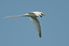 White-tailed Tropicbird [Phaethon lepturus europae] 