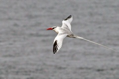 Red-billed Tropicbird [Phaethon aethereus mesonauta]