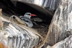 Red-billed Tropicbird [Phaethon aethereus mesonauta]