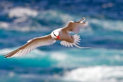 Red-billed Tropicbird [Phaethon aethereus mesonauta]