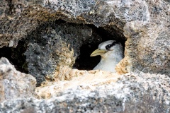 Red-billed Tropicbird [Phaethon aethereus mesonauta]
