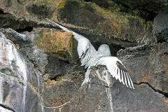 Red-billed Tropicbird [Phaethon aethereus mesonauta]