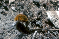 Dark-edged Bee Fly [Bombylius major]