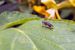 Semaphore Fly [Poecilobothrus nobilitatus]