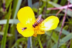 Common Flower Fly [Syrphus ribesii]