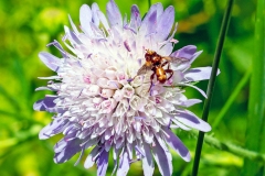 Ferruginous Bee-Grabber [Sicus ferrugineus]