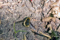 Dark-edged Bee Fly [Bombylius major]