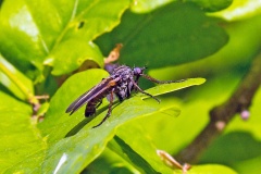Common Dance Fly [Empis tessellata]