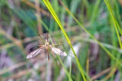 Black-striped Cranefly [Tipula vernalis]