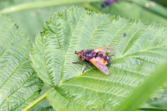 Common Tachinid [Tachina fera]