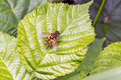Sun Fly [Helophilus pendulus]