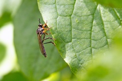 Common Red-legged Robberfly [Dioctria rufipes]