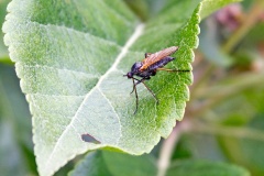 dagger fly [Empis opaca]